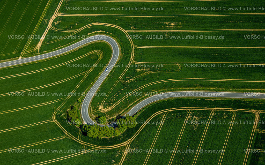Brakel240504901Erkeln | Luftbild, Serpentine der Landesstraße L863, schlangenförmige Straße führt durch grüne gestreifte Felder, Baumgruppe am Straßenrand, Erkeln, Brakel, Ostwestfalen, Nordrhein-Westfalen, Deutschland