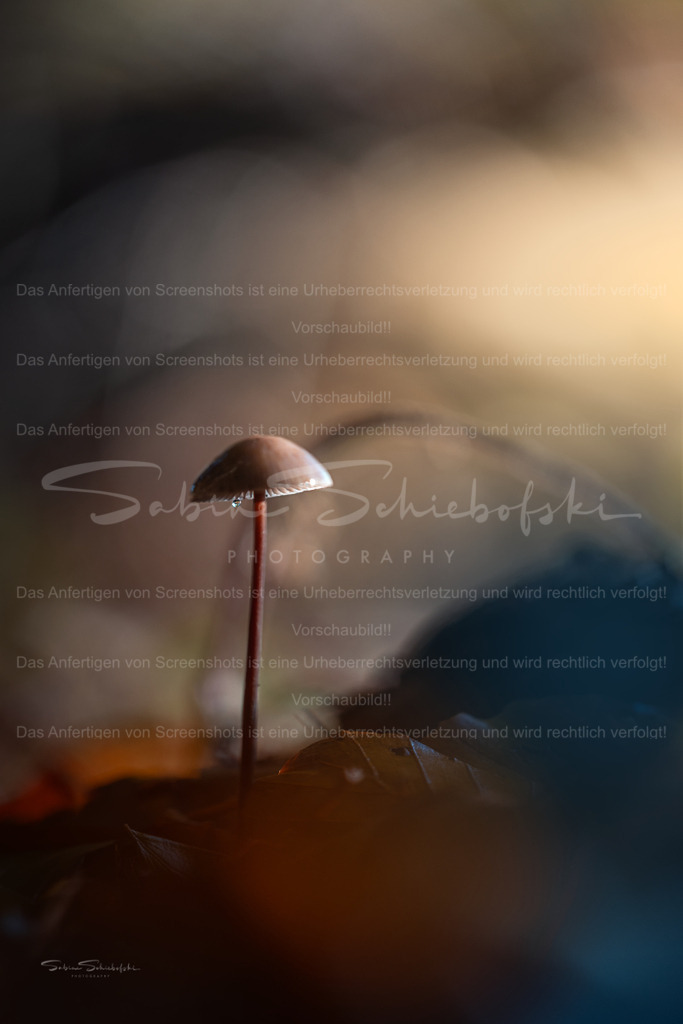 A Tear in the Light | Exklusive Naturfotografie für stilvolle Wanddekoration ★ Premium Wandbilder Made in Germany ✔️ FineArt Drucke & Downloads ✔️ Brillante Farben, höchste Qualität & weltweiter Versand ✔️ - Realisiert mit Pictrs.com