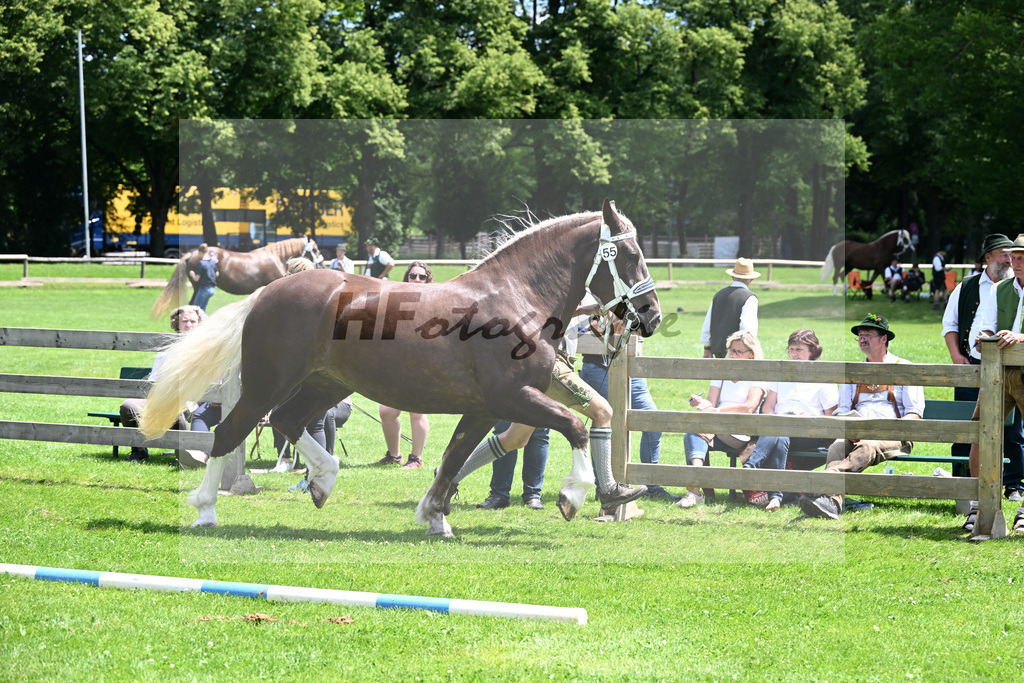 Kat-Nr. 55 Geli v. Nestor_Sieber GbR_22240993 | hf-fotografie - Realizzato con Pictrs.com