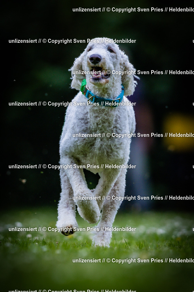 Sven Pries | 2025-05-29 - Pudelrennen KA-Durlach - Realisiert mit Pictrs.com