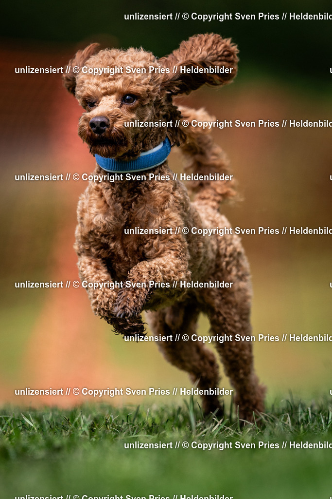 Sven Pries | 2024-04-21 - Hunderennen Baden-Oos
Foto: Sven Pries - Realisiert mit Pictrs.com