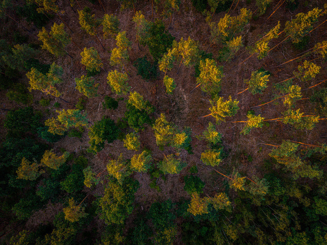 2026-07-10_20-46-12_000 | Vogelperspektive auf Wald bei Sonnenuntergang, warme Lichteffekte, Teltow-Fläming, Brandenburg, Deutschland - Realisiert mit Pictrs.com