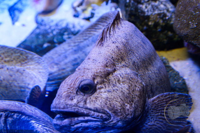 _DSC1347 | Shop für Prints Landschaftsfotografie Sächsische Schweiz Naturfotografie in Thüringen Fotos vom Findlingspark Nochten Kloster Sankt Marienstern Bilder Festung Königstein PanoramaRhododendronpark Kromlau FotogalerSchleswig-Holstein Küstenlandschaften