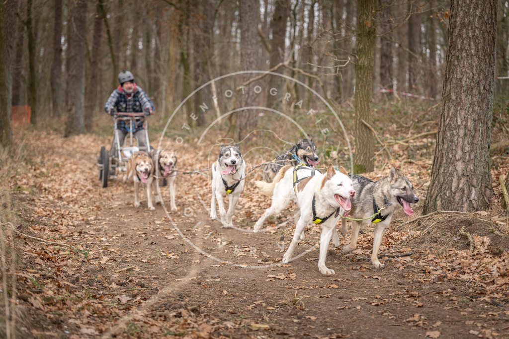 Pfotenfotografie_DV3A6515 | Hundefotografie, Tierfotograf, Pfotenfotografie, Fotoshooting Hund, Hunde Portrait, Hundesport, Hundeportraits, Heideshooting, Hunde, Sportfotograf, Hundefotograf, Turnierhundsport, THS,  - Realisiert mit Pictrs.com