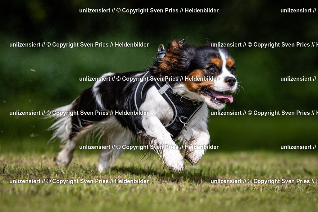 Sven Pries | 2024-09-22 - Hunderennen Baden-BadenPudelverein - Realisiert mit Pictrs.com