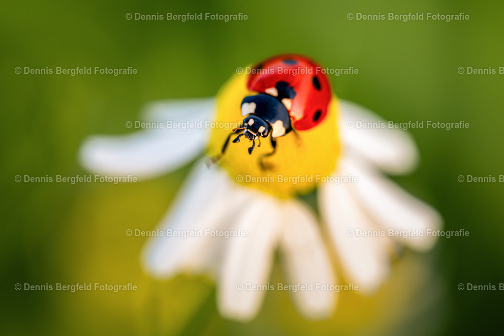 Marienkäfer 2 | Entdecken Sie Natur, Makro und Tierfotografie von Dennis Bergfeld.Besondere Momente und Details der Natur, hochwertig als Foto und Wandbild erhältlich. - Realisiert mit Pictrs.com