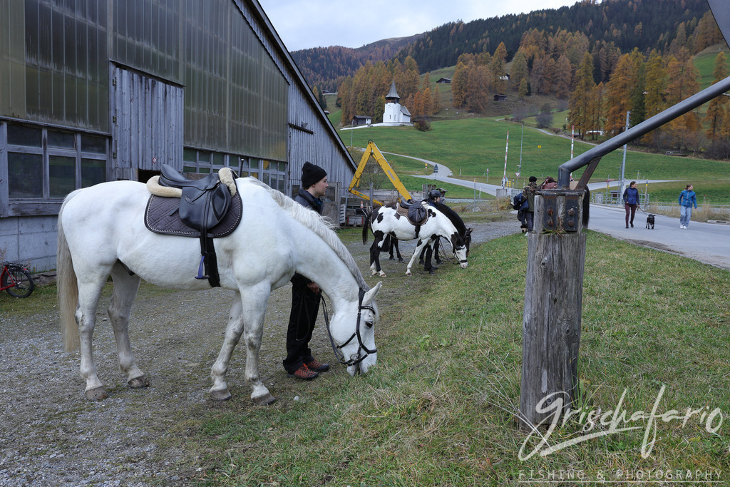 kunterbunt-9 | grischafario photography