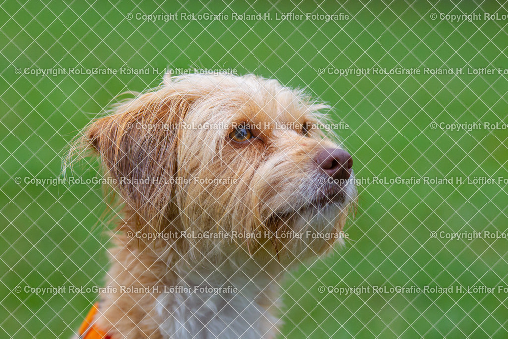 Hund_10 | Der Mischling mit dem treuen Blick - Realisiert mit Pictrs.com