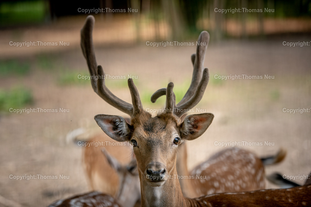 DSC_8727 | Einhausen, Jägersburger Wald Wildgehege, ,, Bild: Thomas Neu