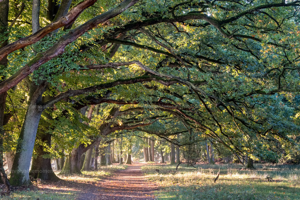 DSCF1651iridient | invaluablemoments.com - Realisiert mit Pictrs.com