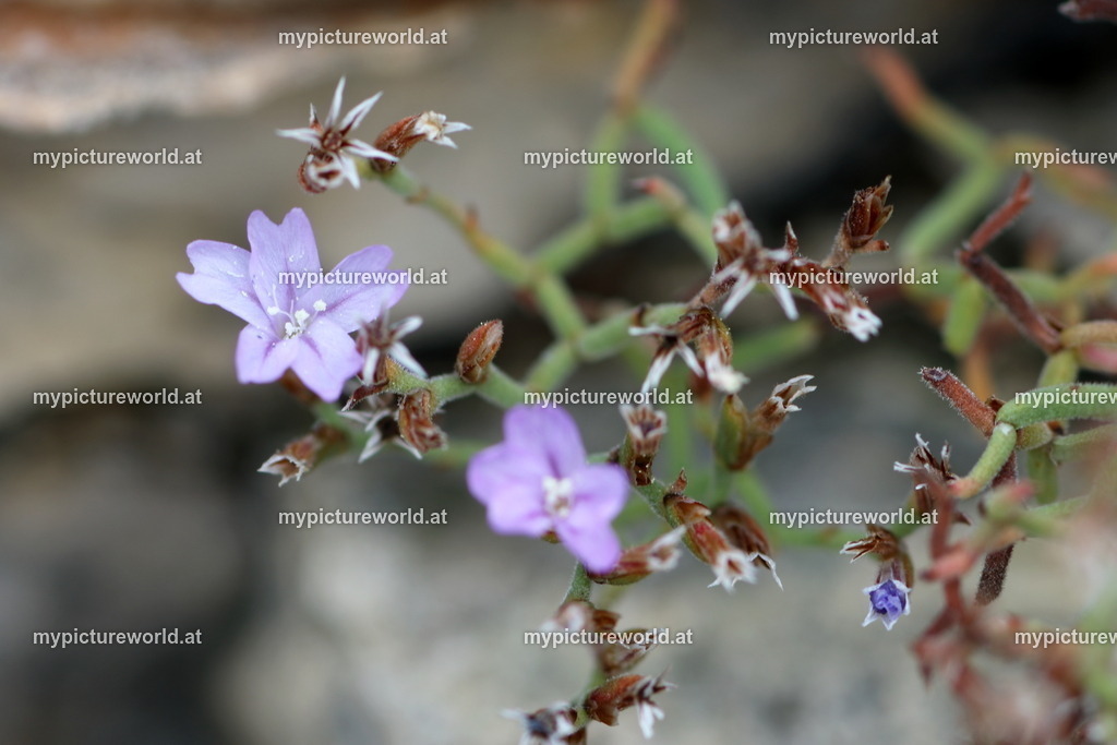 Gitter-Strandflieder-001 | Das Bilderarchiv über Tiere, Planzen und Landschaften. In der Bilddatenbank finden Sie ein große Auswahl an hochwertigen Bilder für Ihre Werbung - Realized with Pictrs.com