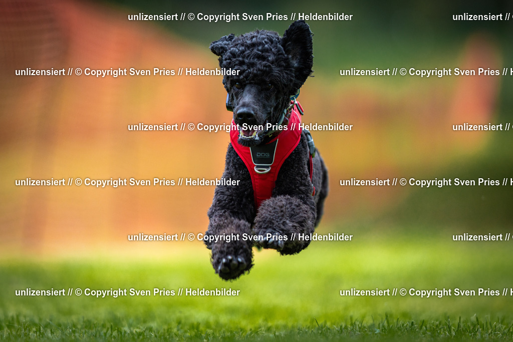 Sven Pries | 2025-09-21 - Hunderennen Baden-Oos - Realisiert mit Pictrs.com