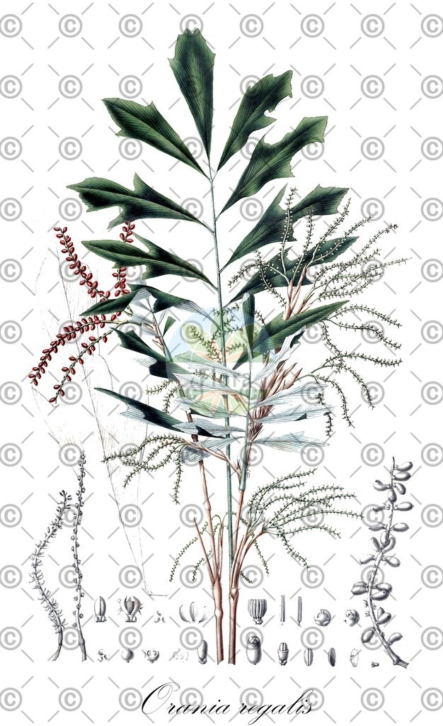 HistAbb_wfo-0000384665_1_ENZY_Simple | Historische Abbildung von Orania regalis - Arecaceae | Historical Illustration of Orania regalis - Arecaceae