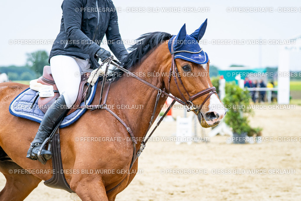 DSC07381 | Pferdegrafie