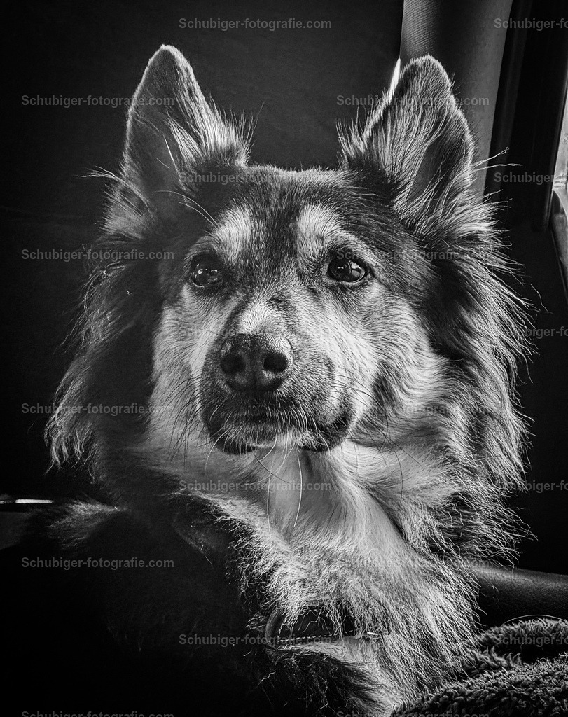 Die Diva | S/W von meiner Tierschutzhündin aus Rumänien - Realisiert mit Pictrs.com