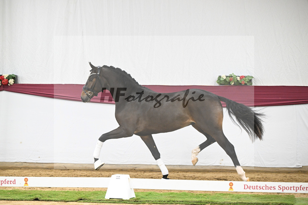 Kat-Nr. 53 Escanto PS x Dancier_Patrick Pongratz_47251991 | hf-fotografie - Realisiert mit Pictrs.com