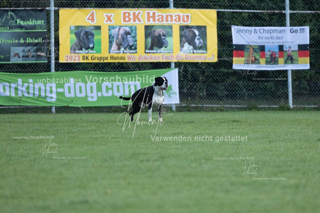 _16A5772 | Einzigartige Fotos von Hunden & Menschen –Actionfotos, Portraits, Vereinsaufnahmen & Paarshootings – authentisch, lebendig & mit Herz.