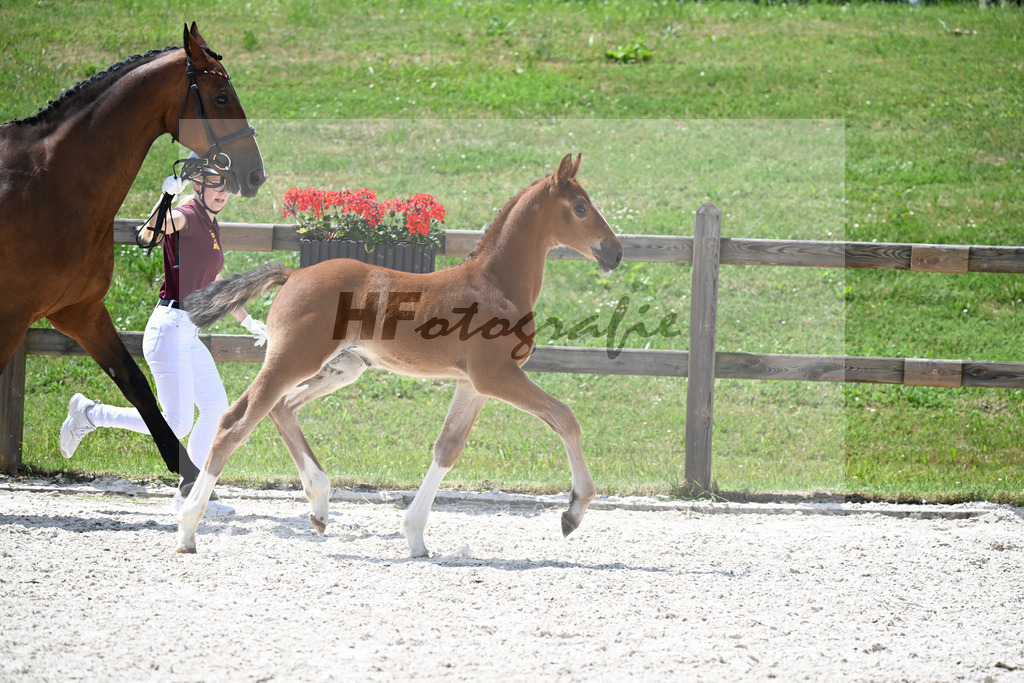 Kat-Nr. 28 Kassander vant Roosakker x Candyman_SF_Zitzelsberger_15250846 | hf-fotografie - Realizzato con Pictrs.com