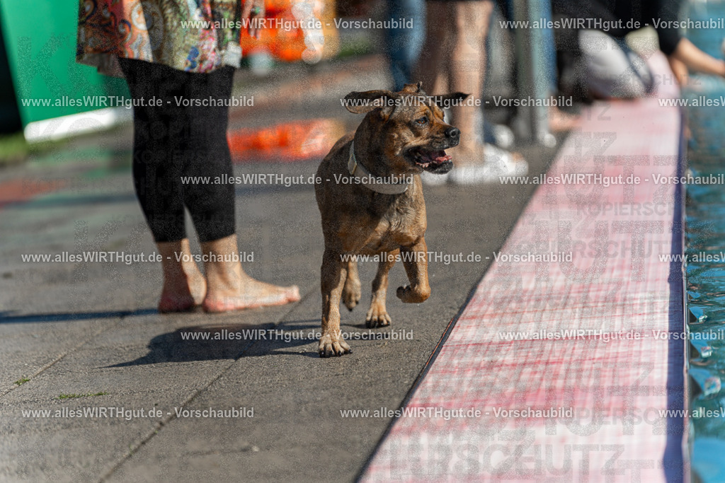 Hundeschwimmen_Volksbad_2026-allesWIRTHgut_Tierfotografie-2609061121-103123-7R509575 | Professionelle Tierfotografie in Mönchengladbach von Daniel Wirth (allesWIRTHgut). Liebevolle & natürliche Bilder von Hunden & Katzen für unvergessliche Erinnerungen.