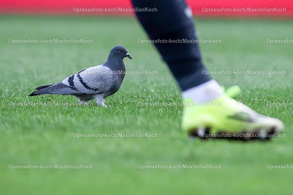 BOC14022601019 | 15.02.2026, Fußball, VfL Bochum - SC Paderborn 07, 2. Fußball Bundesliga, 22. Spieltag, Vonovia Ruhrstadion, Saison 2025 2026: Eine Taube im Strafraum auf dem Spielfeld  DFB regulations prohibit any use of photographs as image sequences and or quasi-video.