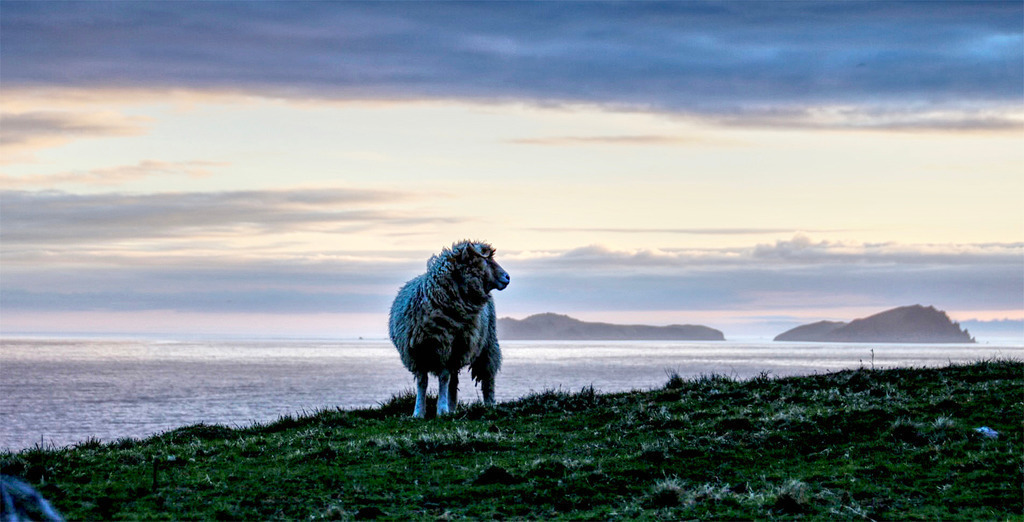 Slea Head Drive_ Sheep 2_ Dingle Co Mayo | www-pimpup-me - Realisiert mit Pictrs.com