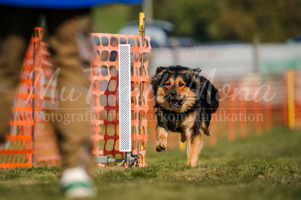 20250928_Hunderennen-664 | MuT (Mensch und Tier) mit Mona - Fotografie und Tierkommunikation - Realisiert mit Pictrs.com