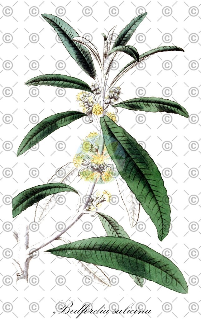 HistAbb_wfo-0000069210_2_ENZY_Simple | Historische Abbildung von Bedfordia salicina - Asteraceae | Historical Illustration of Bedfordia salicina - Asteraceae