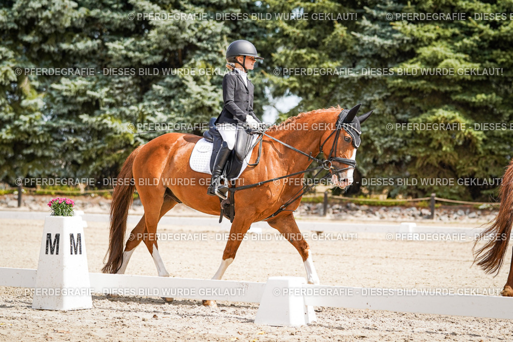 DSC02483 | Pferdegrafie