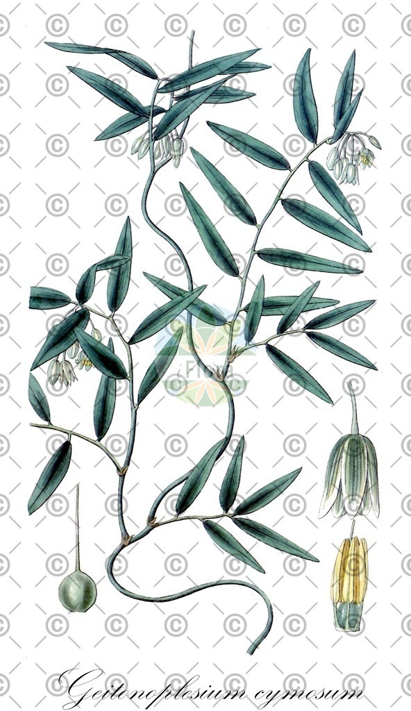 HistAbb_wfo-0000789084_1_ENZY_Simple | Historische Abbildung von Geitonoplesium cymosum - Asphodelaceae | Historical Illustration of Geitonoplesium cymosum - Asphodelaceae