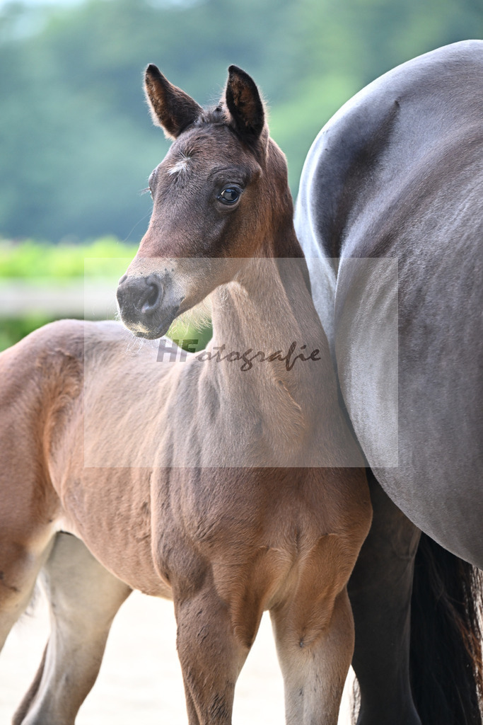 Kat-Nr. 23 St. Emilion x Ampere_HF_Reglauer_14250733 | hf-fotografie - Realizzato con Pictrs.com
