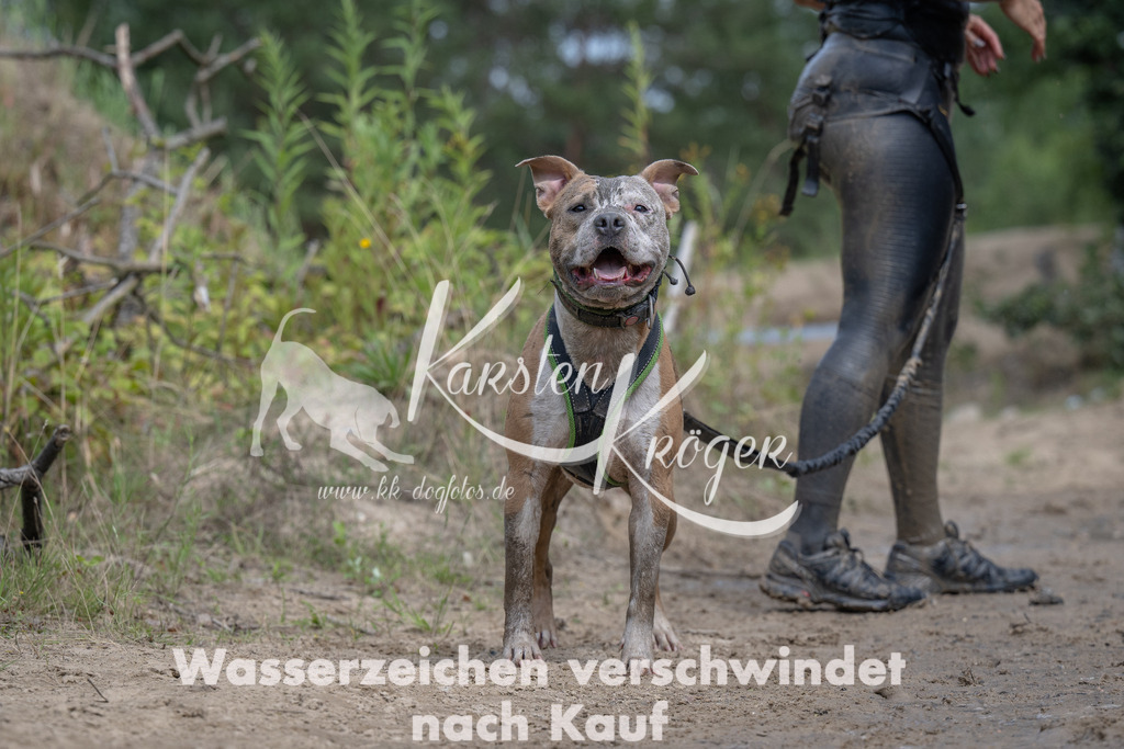 1238_ZZ92891 | kk-dogfotos