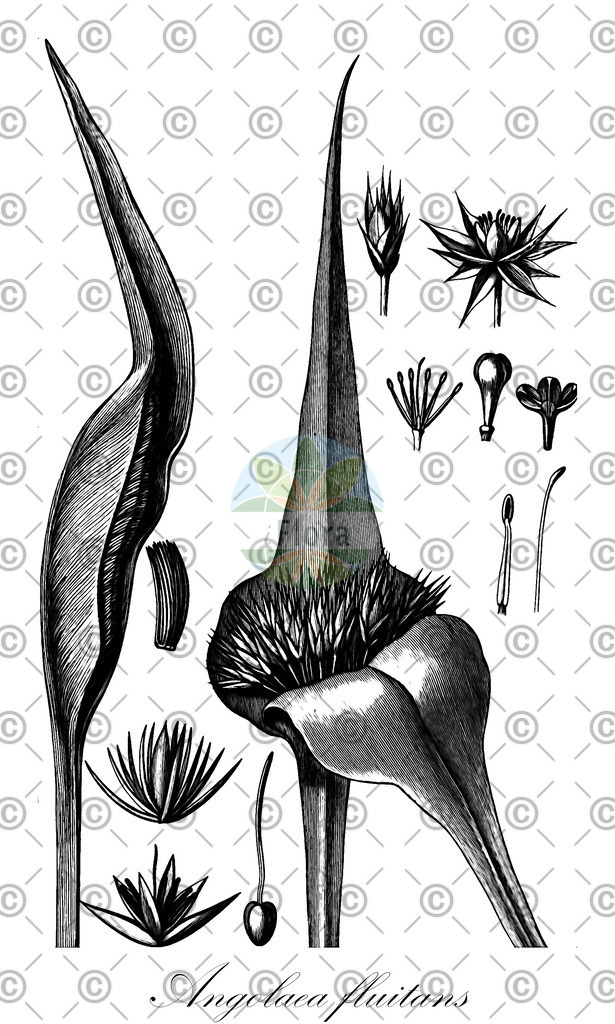 HistAbb_wfo-0000536542_16_ENZY_Simple | Historische Abbildung von Angolaea fluitans - Podostemaceae | Historical Illustration of Angolaea fluitans - Podostemaceae