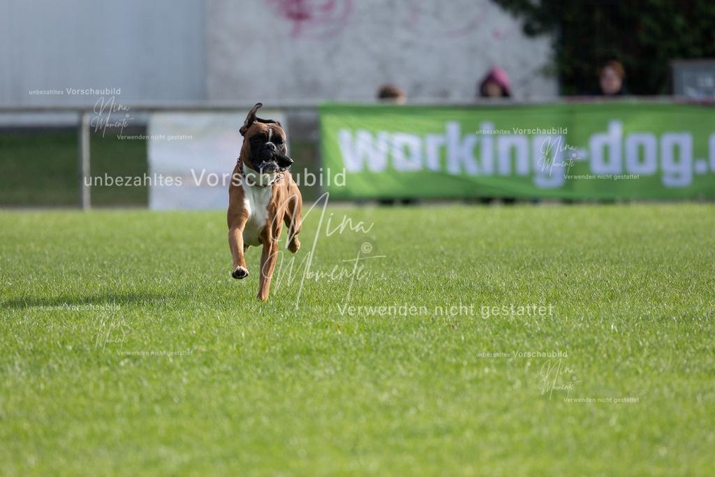_16A6560 | Einzigartige Fotos von Hunden & Menschen –Actionfotos, Portraits, Vereinsaufnahmen & Paarshootings – authentisch, lebendig & mit Herz.