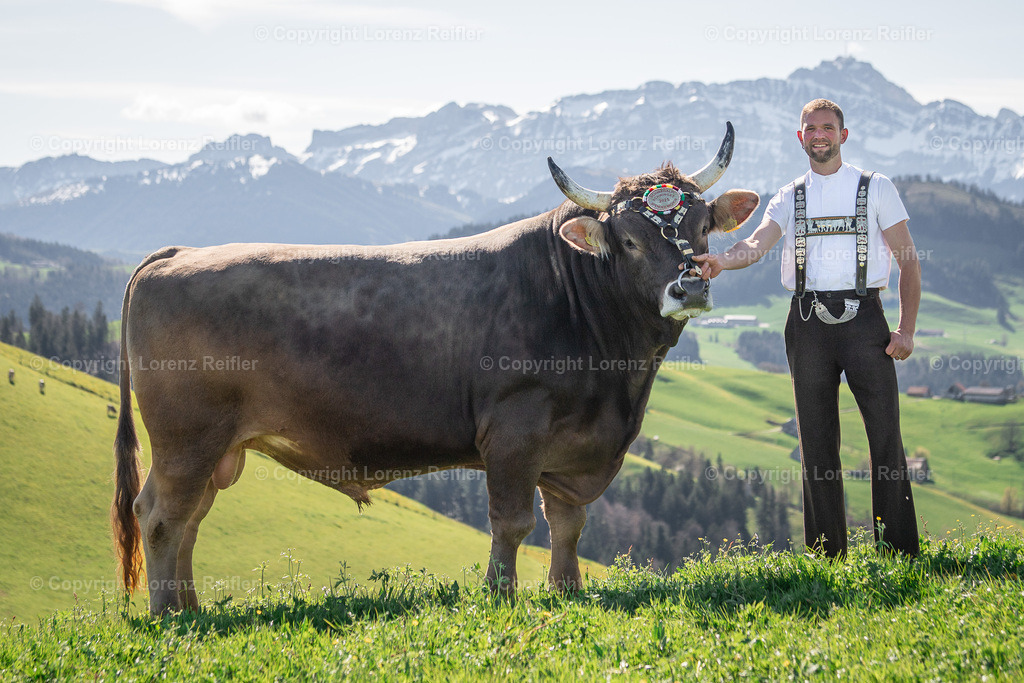 Schwingen -  Lebendpreise Schwägalp 2025 | Schwägalp, 19.4.25, Schwingen - Lebendpreise Schwägalp.