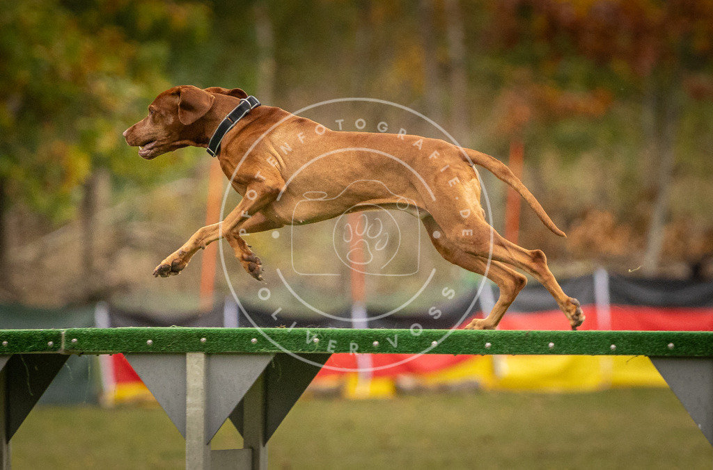 Pfotenfotografie_DV3A7136 | Hundefotografie, Tierfotograf, Pfotenfotografie, Fotoshooting Hund, Hunde Portrait, Hundesport, Hundeportraits, Heideshooting, Hunde, Sportfotograf, Hundefotograf, Turnierhundsport, THS,  - Realisiert mit Pictrs.com