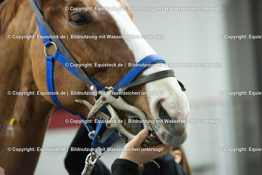 20170113_Maulgatter_0003 | Foto: Thomas Hartig