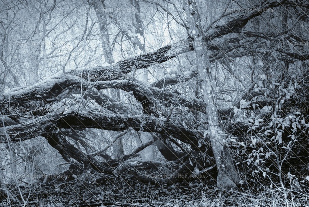 baum1 | Rolf Wittke  - Realisiert mit Pictrs.com