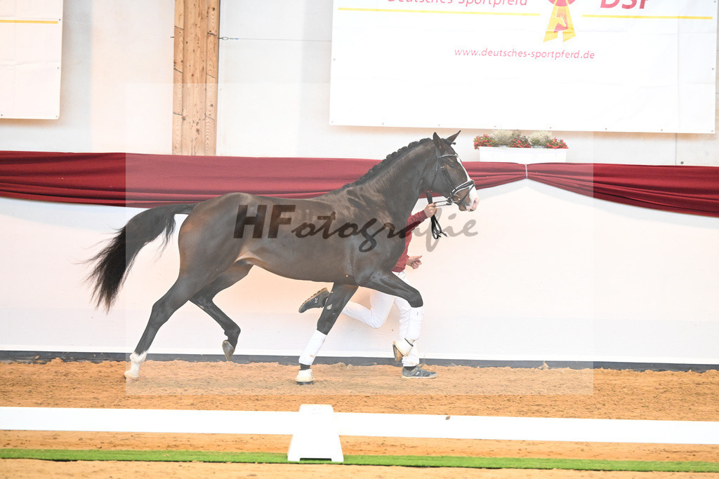 Kat-Nr. 47 v. Rivero II_Wanner_66222043 | hf-fotografie - Realisiert mit Pictrs.com