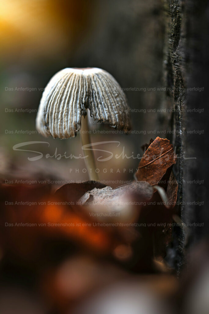 Wandbild Pilz | People- und Tierfotografie, Imageaufnahmen, Veranstaltungsfotografie und Wandbilder aus der Natur ★ Made in Germany ✔️ Druck + Downloads ✔️ Naturfotografie in Top Qualität ★ schneller Versand, weltweite Lieferung! - Realisiert mit Pictrs.com