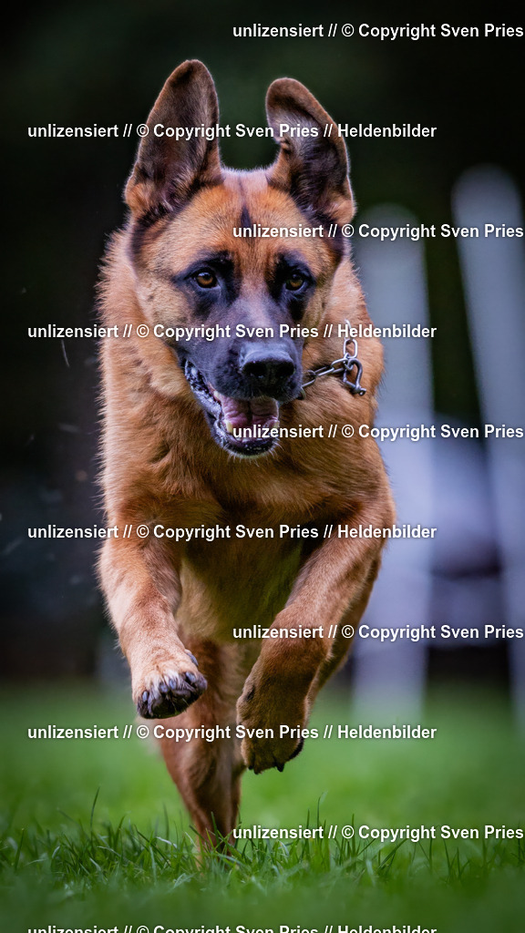 Sven Pries | 2024-10-19 - Hunderennen Ober-Grombach - Realisiert mit Pictrs.com