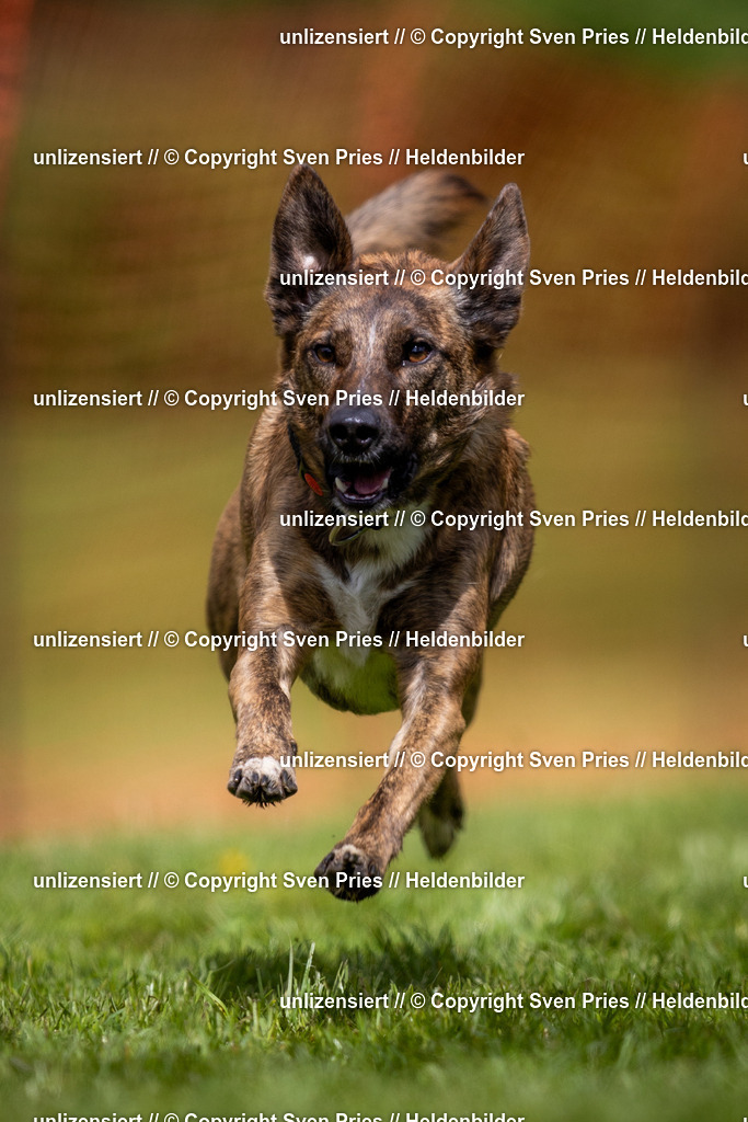 Sven Pries | 2024-04-21 - Hunderennen Baden-Oos
Foto: Sven Pries - Realisiert mit Pictrs.com