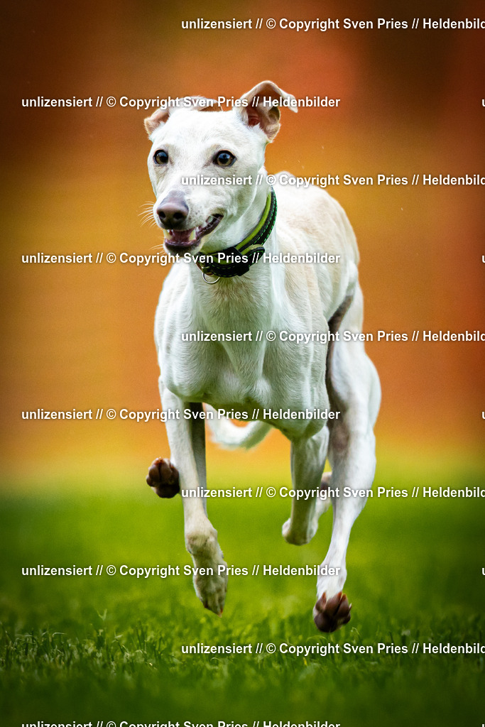 Sven Pries | 2025-09-21 - Hunderennen Baden-Oos - Realisiert mit Pictrs.com