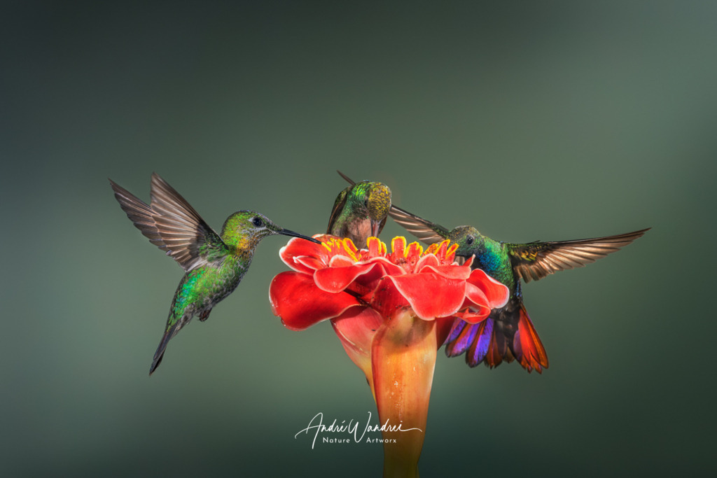 Festmahl zu dritt | Andre Wandrei - Nature Artworx - Realisiert mit Pictrs.com