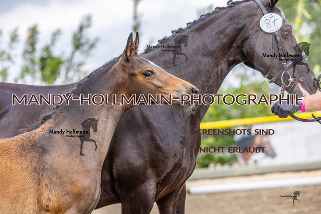 25-6 FS Ellers 1 (3841) | mandyhollmannphotographie
