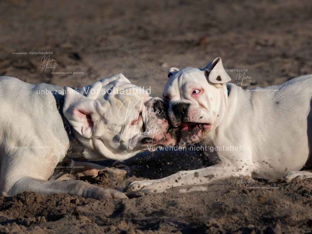 _16A5161-1 | Einzigartige Fotos von Hunden & Menschen –Actionfotos, Portraits, Vereinsaufnahmen & Paarshootings – authentisch, lebendig & mit Herz.