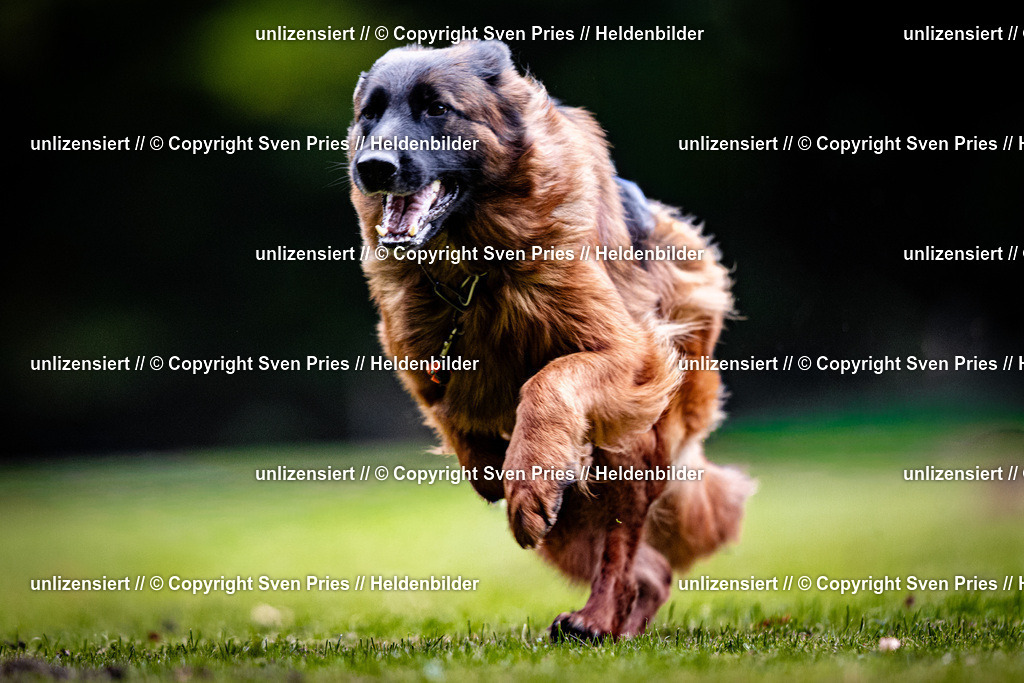 Sven Pries | 2025-10-03 - Hunderennen Obergrombach - Realisiert mit Pictrs.com