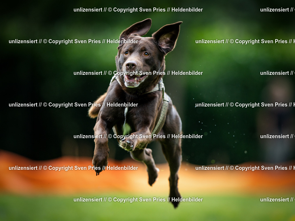 Sven Pries | 19. Allgemeines Hunderennen Karlsruhe Durlach - Realisiert mit Pictrs.com