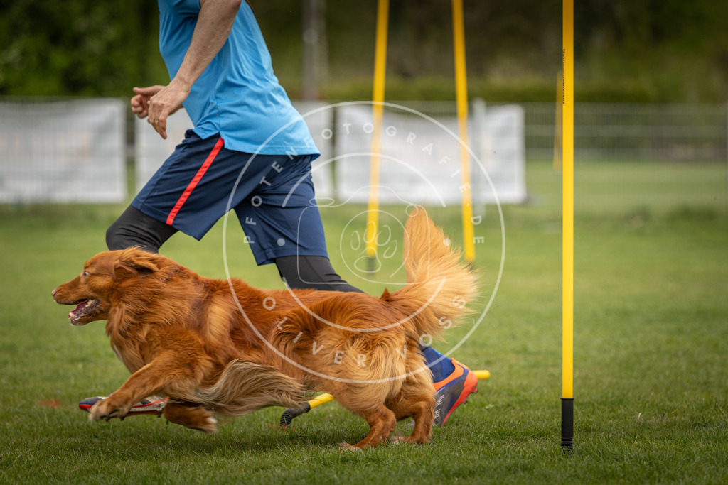 Pfotenfotografie_DV3A7408 | Hundefotografie, Tierfotograf, Pfotenfotografie, Fotoshooting Hund, Hunde Portrait, Hundesport, Hundeportraits, Heideshooting, Hunde, Sportfotograf, Hundefotograf, Turnierhundsport, THS,  - Realisiert mit Pictrs.com