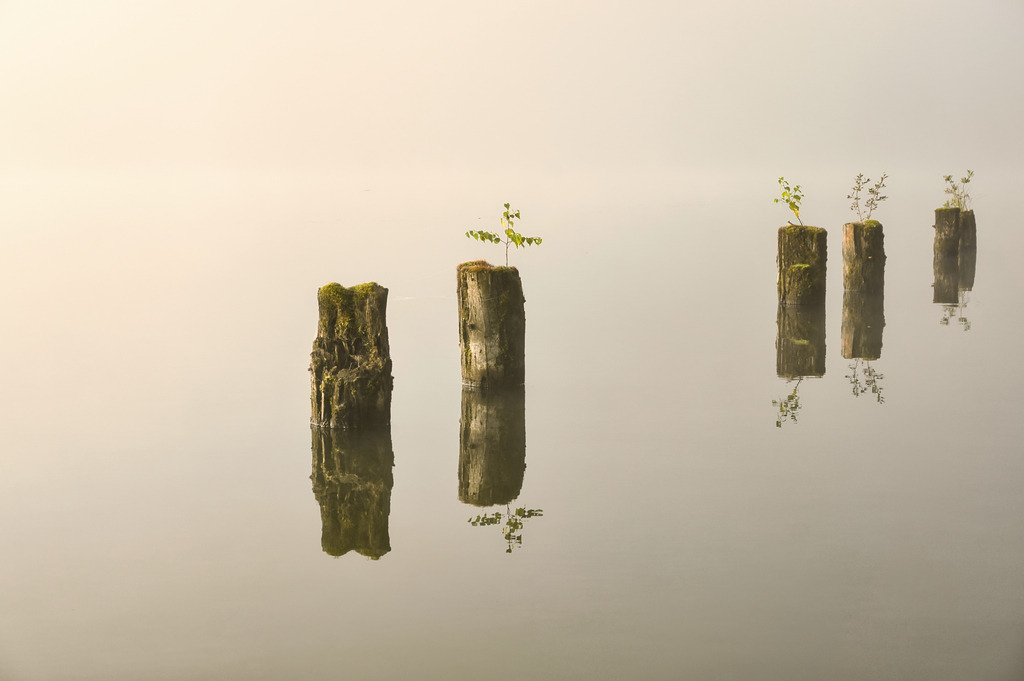 Holzpfähle im See | walter-wagner-fotografie