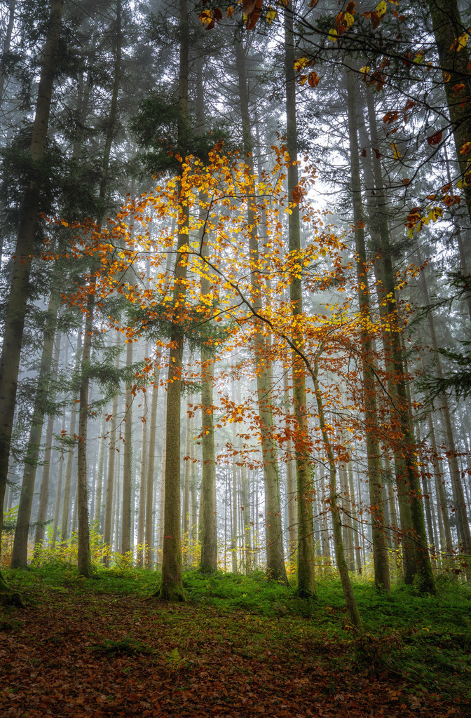 Farbtupfer im Herbstwald 1 | Mein ganz spezieller Ort im Wald - Realisiert mit Pictrs.com